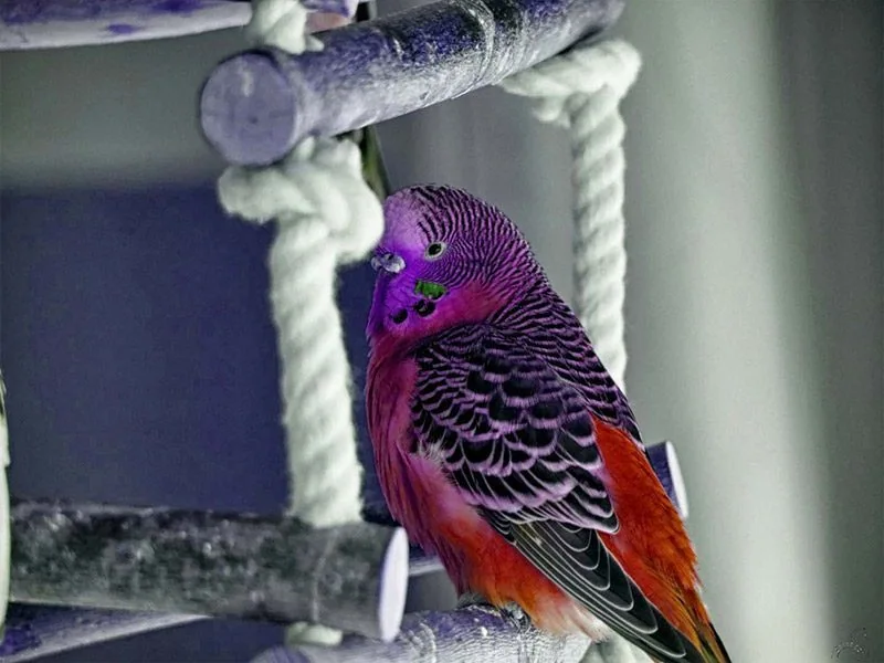 roter Wellensittich sitz auf einer Vogelschaukel