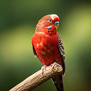 Ein Bild von einem Wellensittich in der Farbe Rot. Der Vogel hat gelbe Füße und sitzt auf einem Ast. Ein künstlerischer Blick auf eine unmögliche Farbreihe.