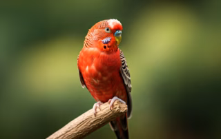 Rote Wellensittiche – Wahrheit oder Mythos 3 Ein Bild von einem Wellensittich in der Farbe Rot. Der Vogel hat gelbe Füße und sitzt auf einem Ast. Ein künstlerischer Blick auf eine unmögliche Farbreihe.