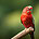 Ein Bild von einem Wellensittich in der Farbe Rot. Der Vogel hat gelbe Füße und sitzt auf einem Ast. Ein künstlerischer Blick auf eine unmögliche Farbreihe.