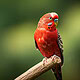 Ein Bild von einem Wellensittich in der Farbe Rot. Der Vogel hat gelbe Füße und sitzt auf einem Ast. Ein künstlerischer Blick auf eine unmögliche Farbreihe.