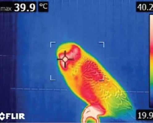 Wellensittich Körpertemperatur