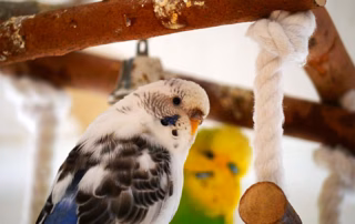 Wellensittich-Hausapotheke: Gut vorbereitet für kleine Notfälle 10 Hausapotheke-fuer-Wellensittiche