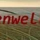 Küstenwellis - Wellensittiche in Bremerhaven kaufen