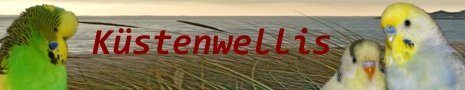 Küstenwellis - Wellensittiche in Bremerhaven kaufen