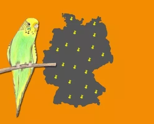 Wellensittich Zuechter Deutschland