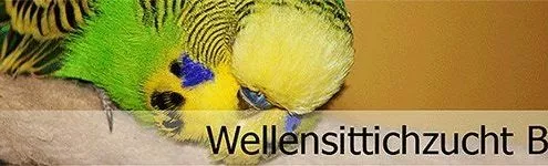 Wellensittichzucht-biller