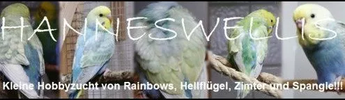 Wellensittich-Zucht-Hanneswellis