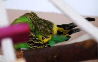 Körpersprache von Wellensittichen verstehen – Verhalten richtig deuten 8 Körpersprache und Verhalten von Wellensittiche