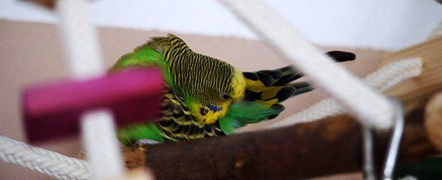 Körpersprache und Verhalten von Wellensittiche Körpersprache und Verhalten von Wellensittiche