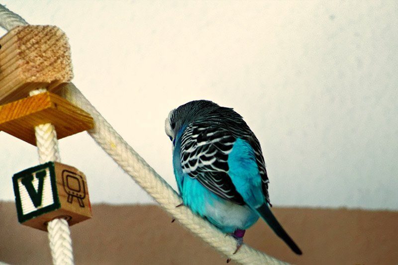 Blauer Wellensittich sitzt aufgeplustert auf einem Seil – Anzeichen für Stress oder Krankheit