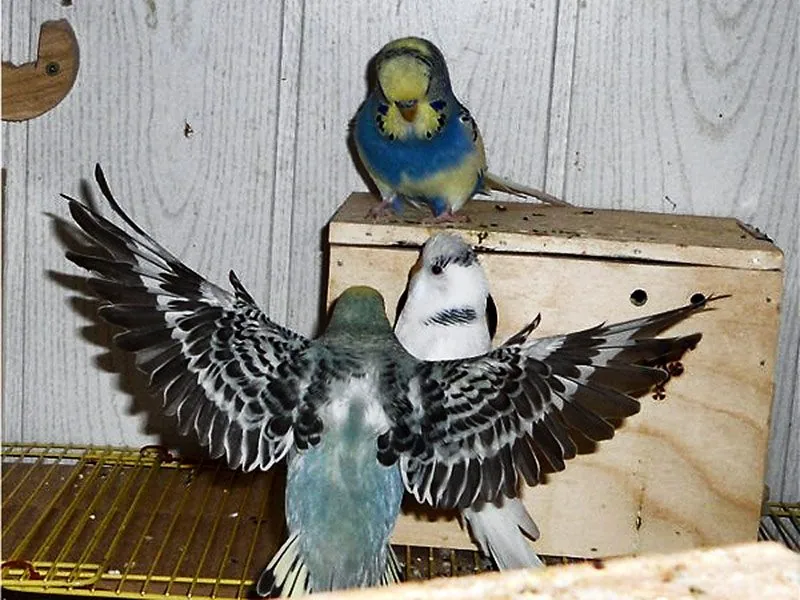 Koloniebrut bei Wellensittichen – Vorteile, Risiken und Tipps 3 Wellensittiche sitzen auf Kasten und nutzen Nistkästen während der Koloniebrut