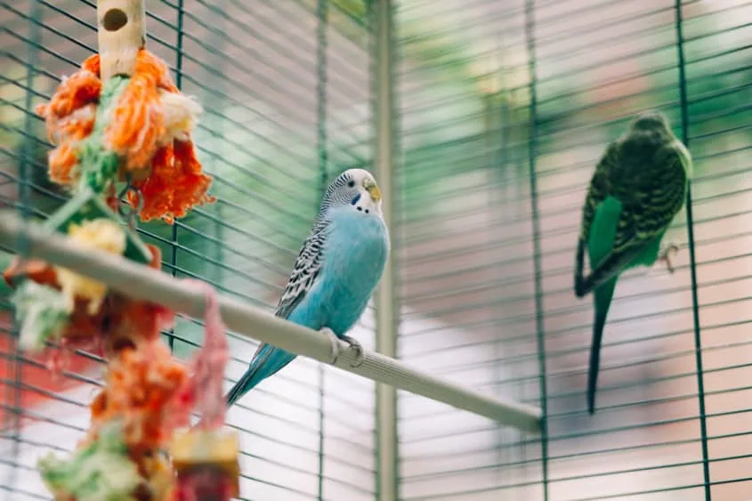 Ein blauer Wellensittich sitzt auf einer Sitzstange aus Plastik