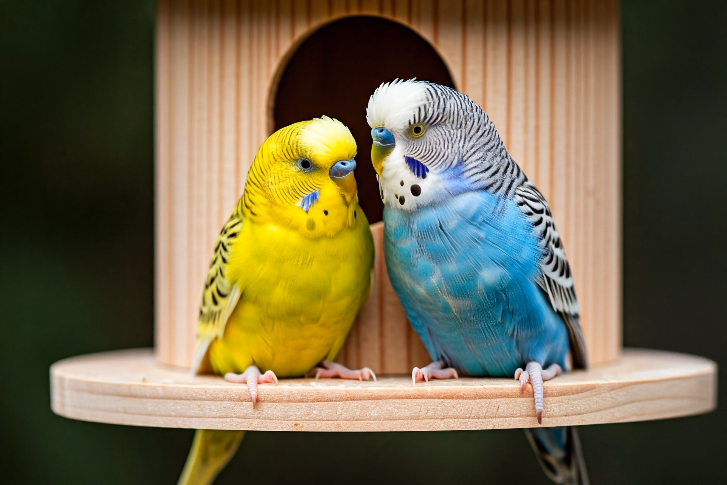 Koloniebrut bei Wellensittichen: Ein Einblick in die natürliche Lebensweise Zwei Wellensittiche sitzen bei der Koloniebrut vor einem Kasten