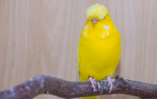 Sitzstangen für Wellensittiche – Naturholz, Durchmesser & Tipps 6 Gelber Wellensittich Hahn sitzt auf einer Sitzstange aus Naturholz mit neutralen Hintergrund