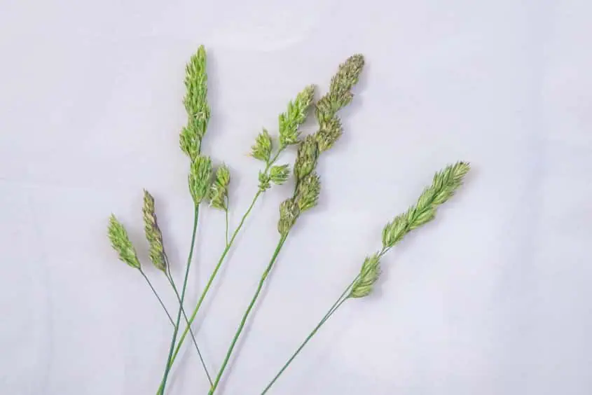 Gewöhnliches Knäuelgras