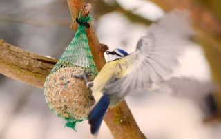 Tipps zum Füttern von Wintervögel im Garten 9 Vögel im Winter füttern
