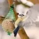 Vögel im Winter füttern