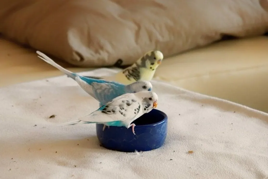 Wellensittiche in der Mietwohnung - Verbot durch den Vermieter 2 Wellensittiche in der Mietwohnung – drei Vögel trinken gemeinsam aus einem Napf