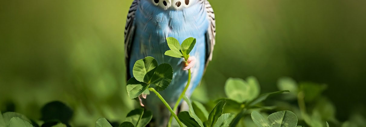 Blauer Wellensittich sitzt im Wiesenklee