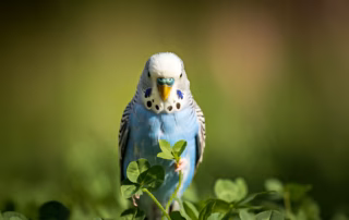 Klee für Wellensittiche: Gesunder Snack oder versteckte Gefahr? 3 Blauer Wellensittich sitzt im Wiesenklee