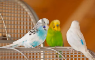 Wellensittiche in der Mietwohnung - Verbot durch den Vermieter 11 Wellensittiche in Mietwohnung