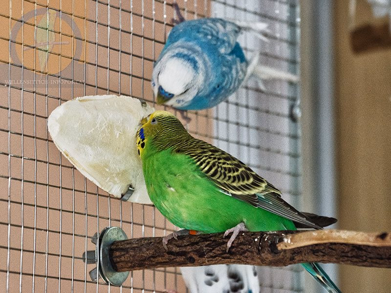 Sepiaschale – Natürliches Multitalent für deine Vögel 4 Wellensittichhenne frißt Sepiaschale