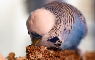 Kolbenhirse für Wellensittiche – Wie viel ist wirklich sinnvoll? 6 Kolbenhirse für Wellensittiche