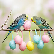 Zwei Wellensittiche sitzen zu Ostern auf einen Zweig mit bunten Ostereiern.