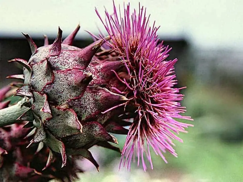 mariendistel
