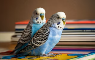 Buchempfehlungen über Wellensittiche: Fachliteratur für jeden Bedarf 4 Zwei Wellensittiche stehen auf einem Buch