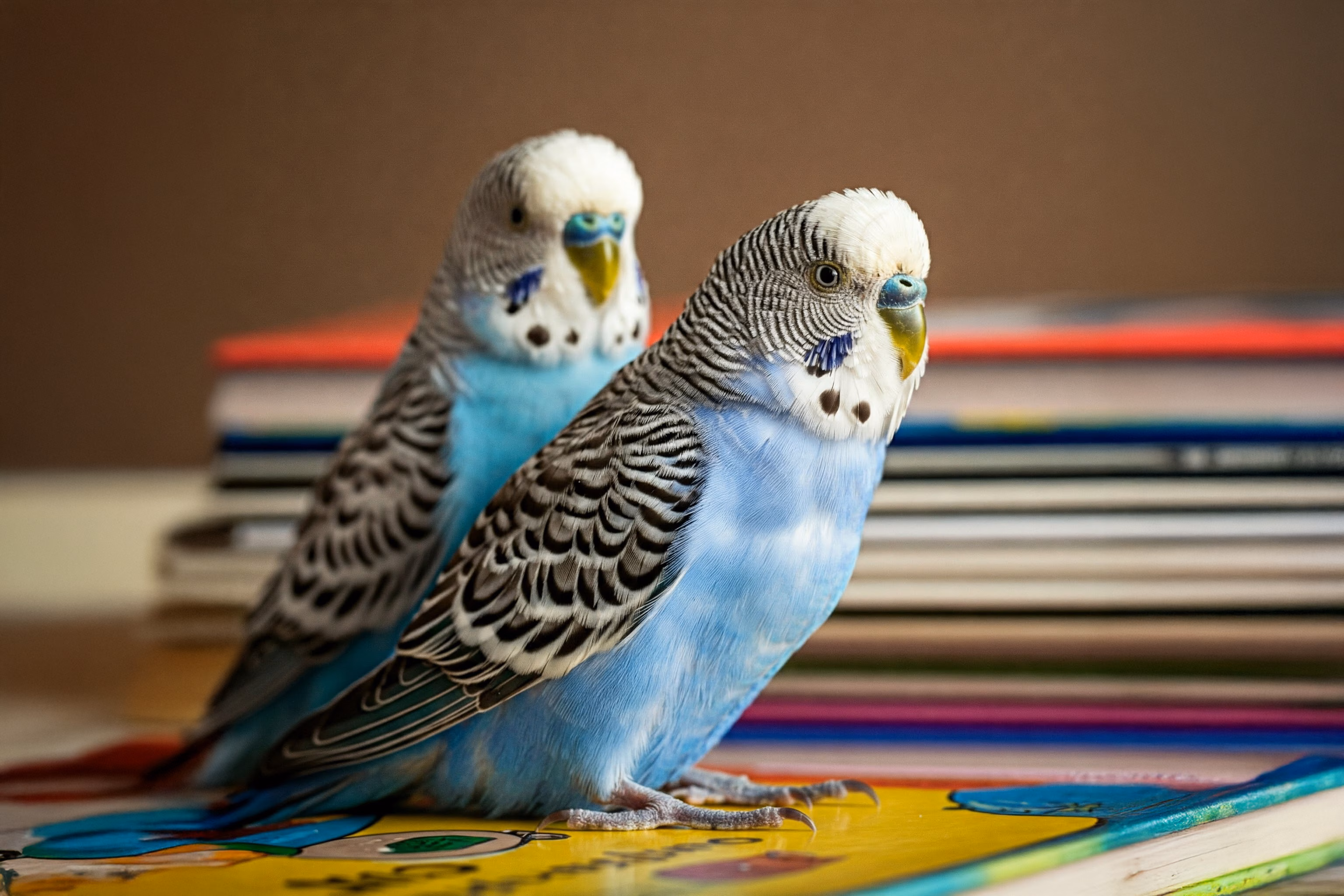 Zwei Wellensittiche stehen auf einem Buch