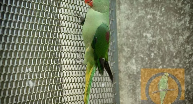 Alexandersittich (Jungvogel)