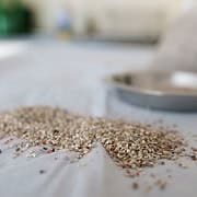 grit fuer wellensittiche