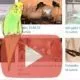 wellensittich-video-youtube
