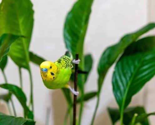 Giftige Zimmerpflanzen für Vögel