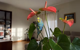 Giftige und geeignete Zimmerpflanzen für Wellensittiche 10 Wellensittich sitzt auf einer giftigen Zimmerpflanze.