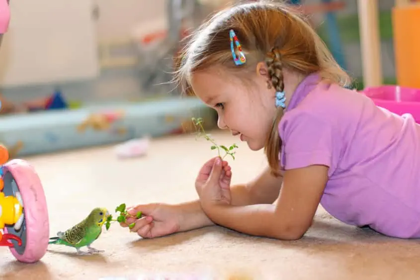 Wellensittich im Kinderzimmer