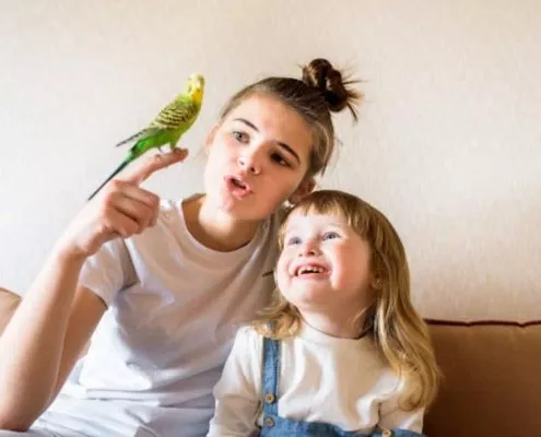 Wellensittich für Kinder als Haustier