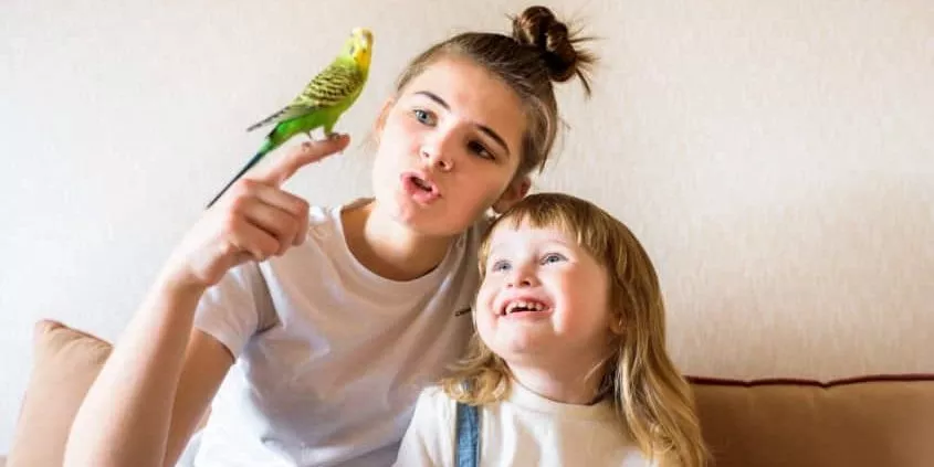 Wellensittich für Kinder als Haustier