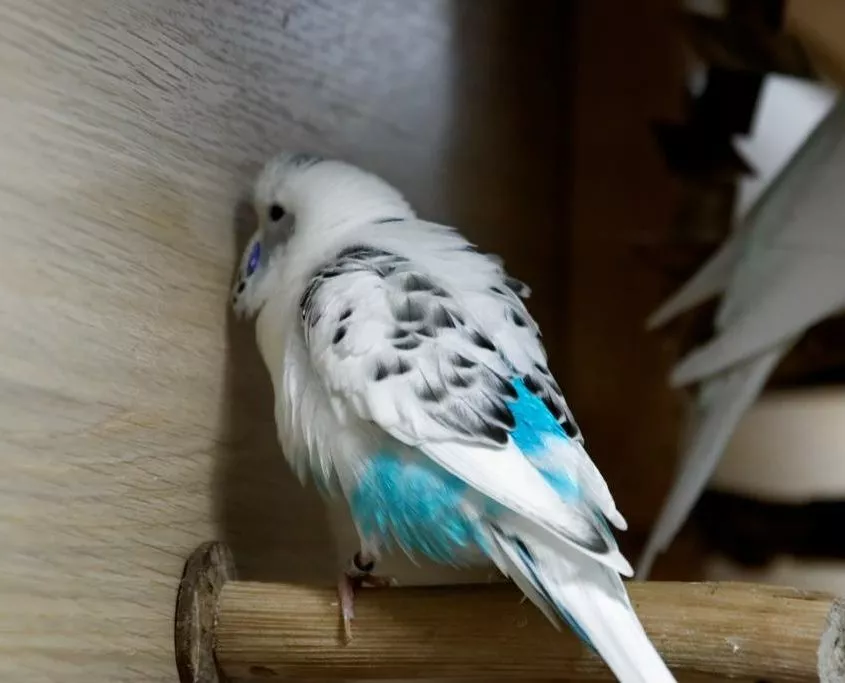 Wellensittich Männchen zeigt, dass es ihm gut geht