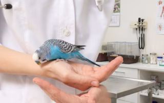 Vogelkundigen Tierarzt finden: Hilfe für Vogelhalter 10 Blau-weißer Wellensittich auf der Hand einer Person im weißen Kittel in einer Tierarztpraxis