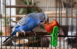 Erdbeeren für Wellensittiche: Gesundes Superfood oder süße Gefahr? 6 Blauer Wellensittich im Käfig knabbert an einer frischen Erdbeere, die mit einer grünen Futterklammer am Gitter befestigt ist.