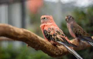 Der charmante Bourkesittich: Wissenswertes & Haltungstipps 7 Zwei Bourkesittiche auf einem Ast, einer mit rosafarbenem Gefieder im Vordergrund, der andere mit braun-grünen Tönen im Hintergrund.