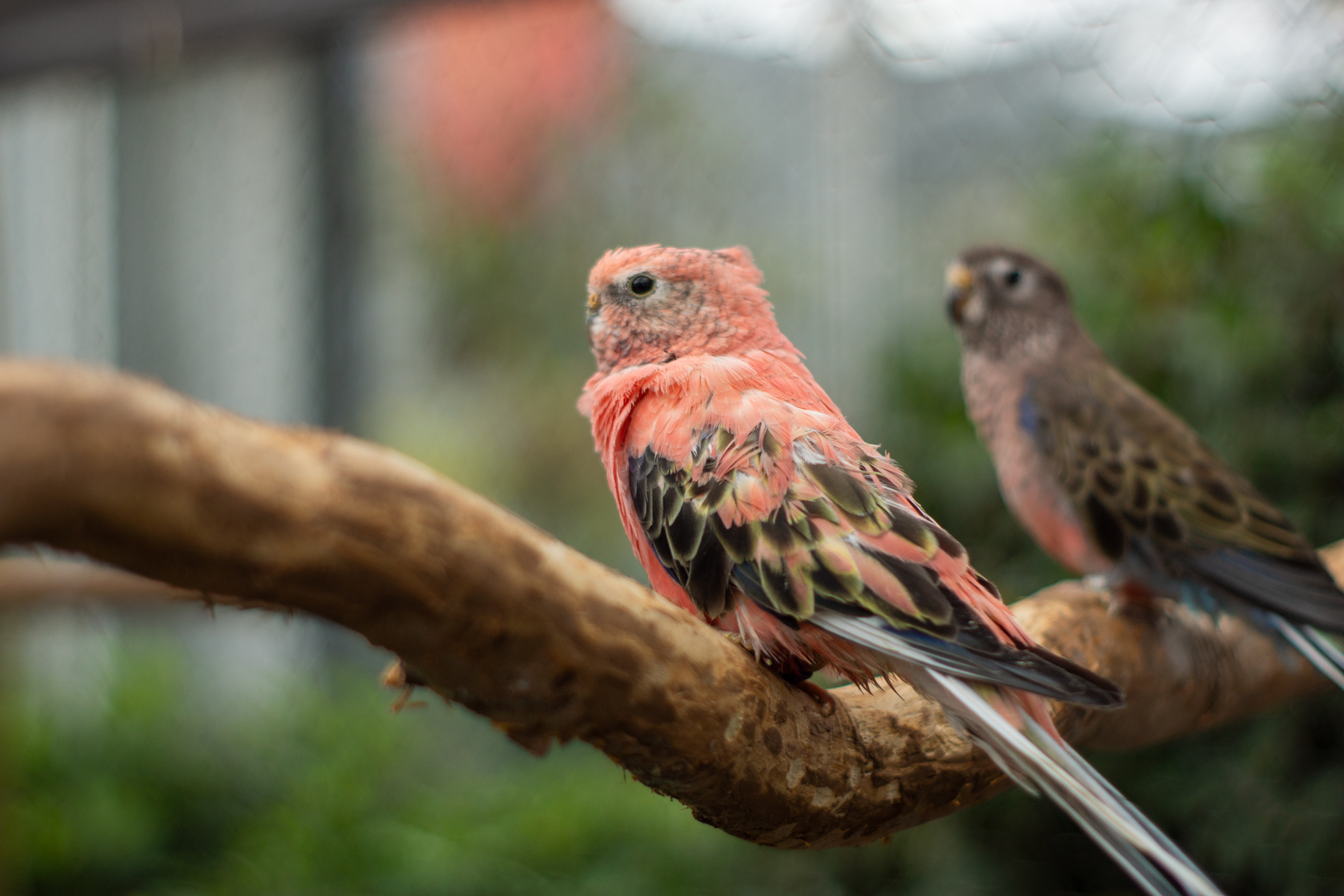 Bourkesittich – ruhig und friedlich Bourkesittich – sanfter Geselle