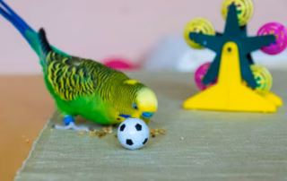 Beschäftigung von Wellensittichen: Strategien gegen Langeweile im Käfig-Alltag 5 Wellensittich Beschäftigen