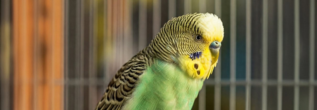 Ein grüner Wellensittich steht auf einem Berg von Vogelsand.