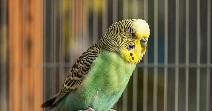 Ein grüner Wellensittich steht auf einem Berg von Vogelsand.