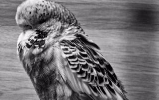 Handle wenn dein Wellensittich krank ist und stelle keine Fragen 10 Ein kranker Wellensittich verändert sein Verhalten