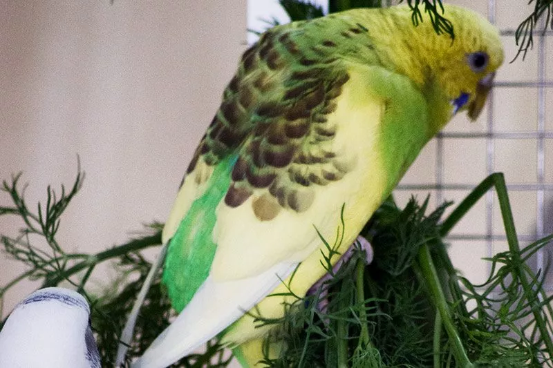 Wellensittich sitzt auf Dill
